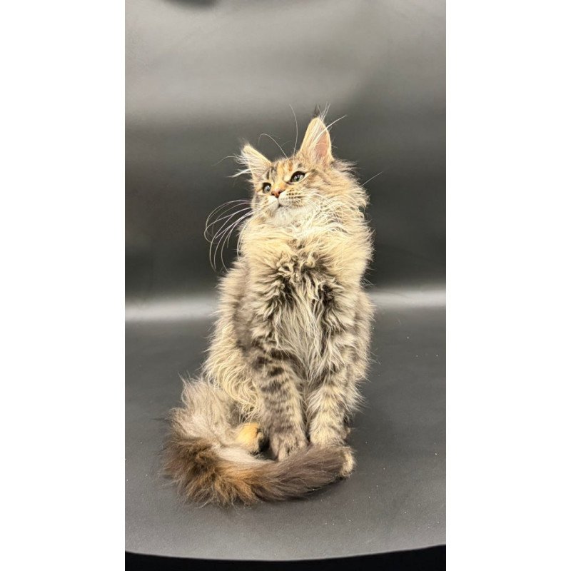 Maine Coon Werra