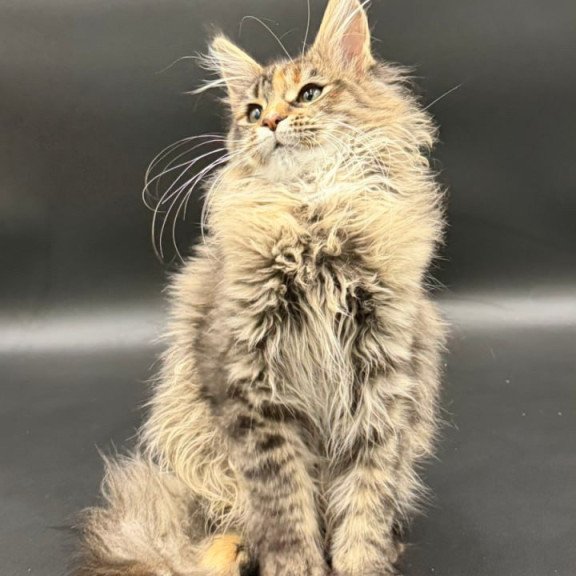 Maine Coon Werra
