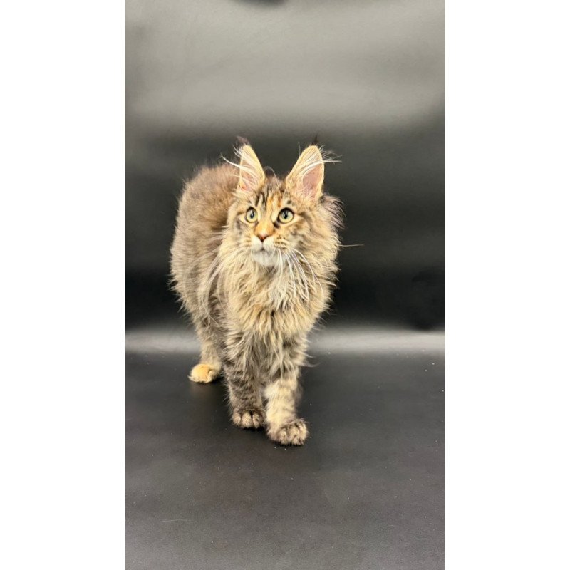 Maine Coon Werra