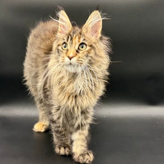 Maine Coon Werra