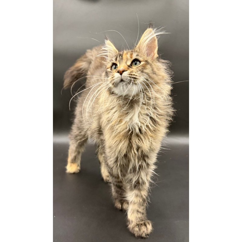 Maine Coon Werra