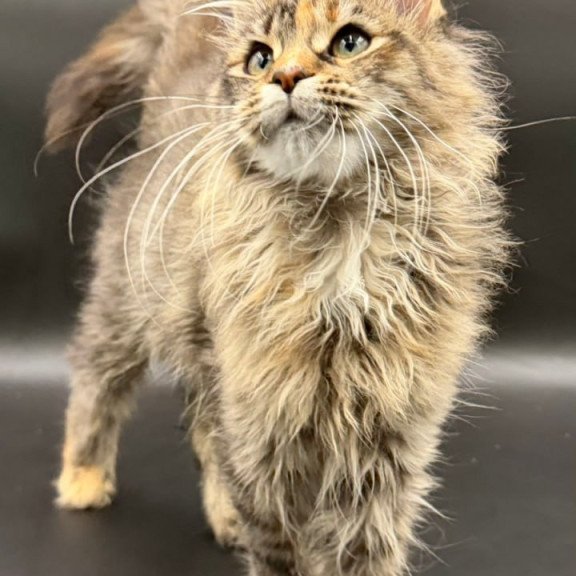 Maine Coon Werra