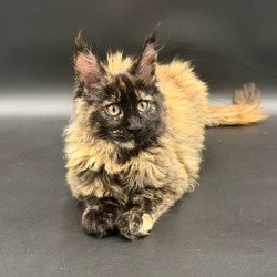 Maine Coon Wetta