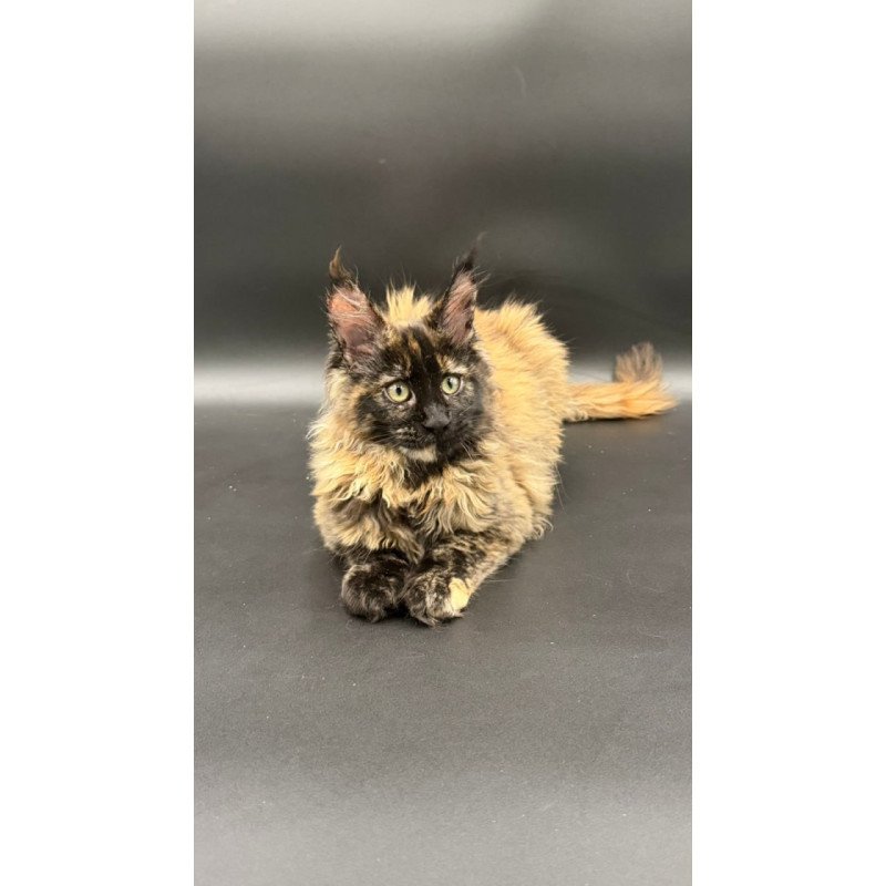Maine Coon Wetta
