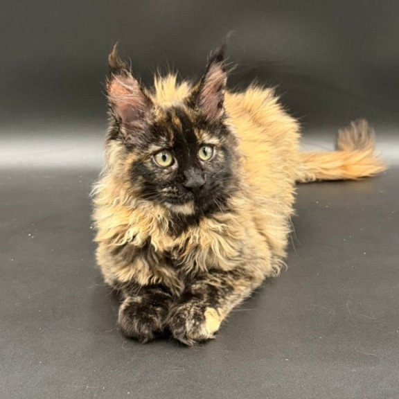 Maine Coon Wetta