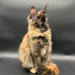 Maine Coon Wetta