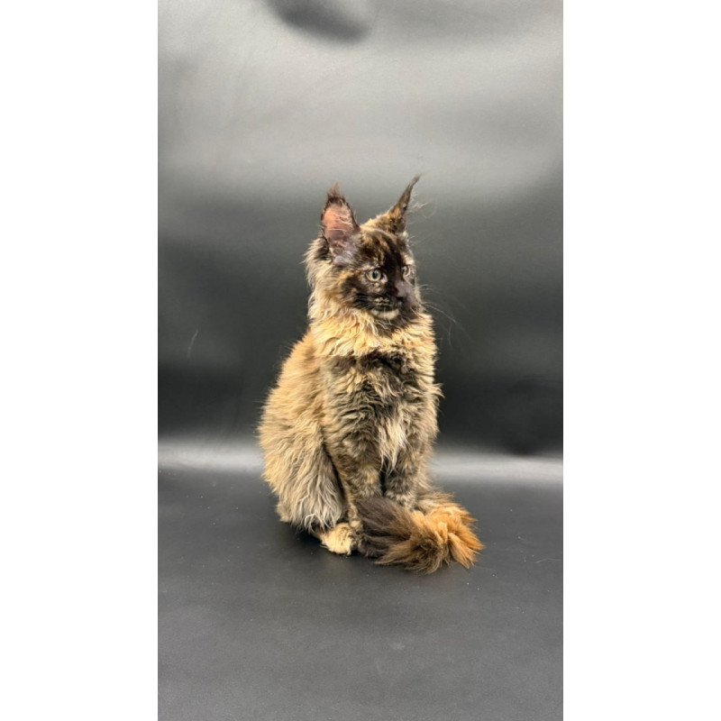 Maine Coon Wetta
