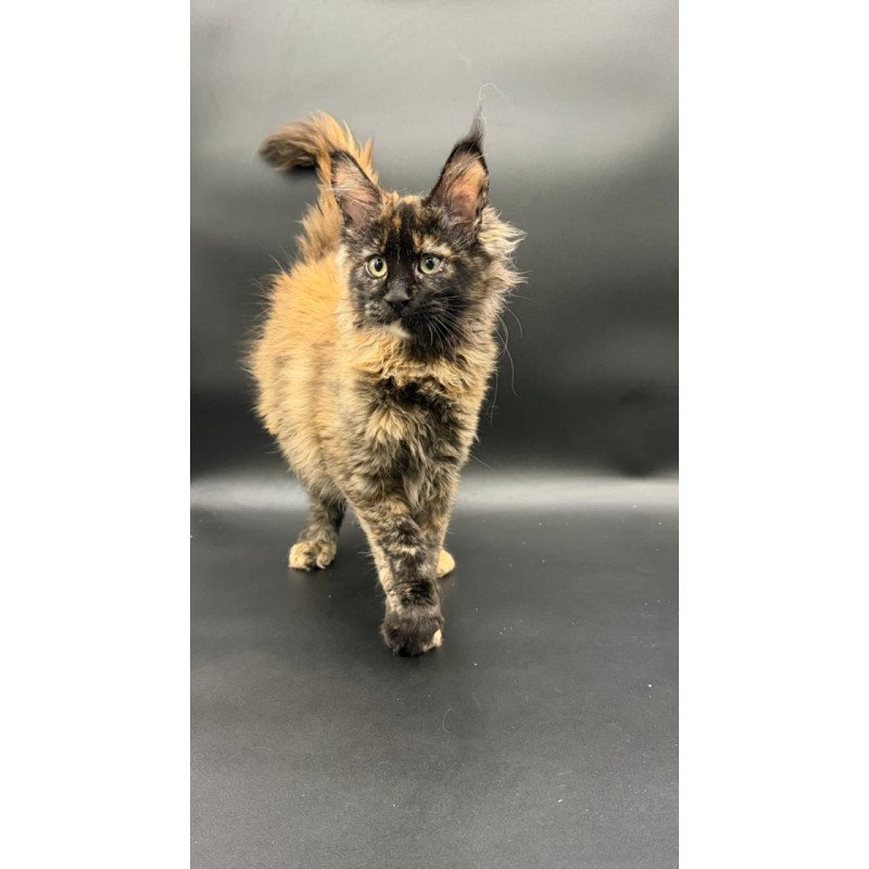 Maine Coon Wetta