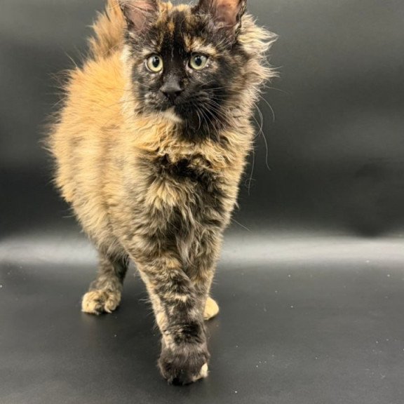 Maine Coon Wetta