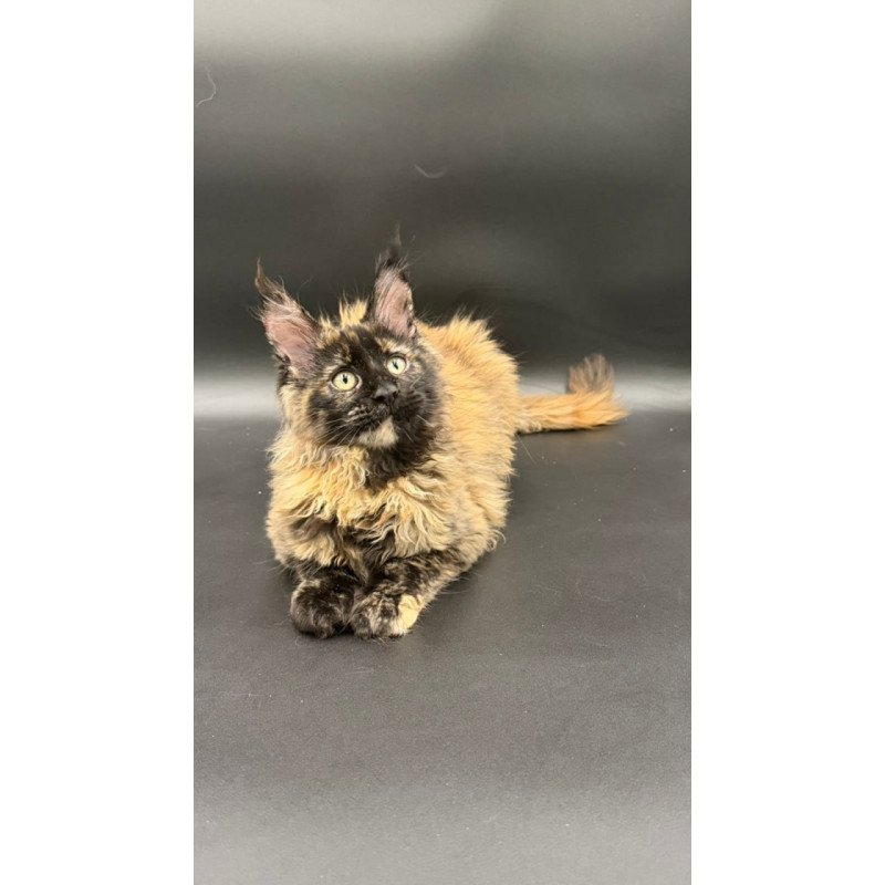 Maine Coon Wetta