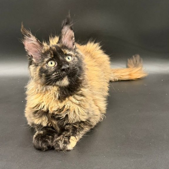 Maine Coon Wetta