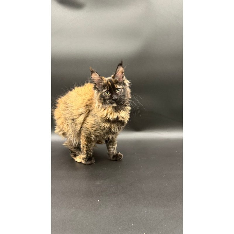 Maine Coon Wetta