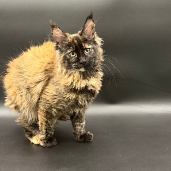 Maine Coon Wetta