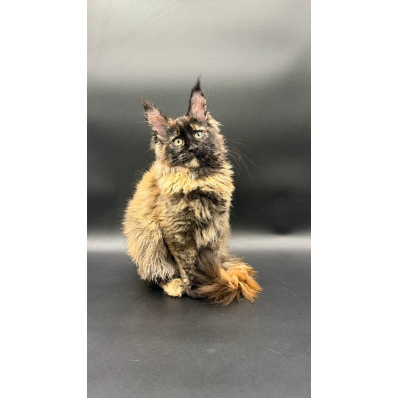 Maine Coon Wetta
