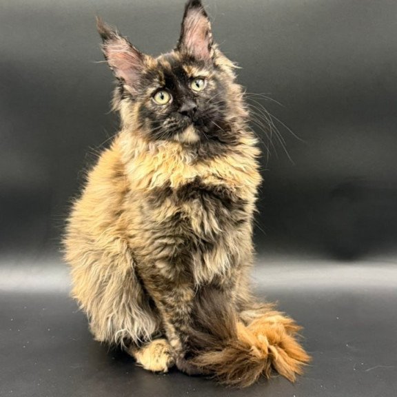Maine Coon Wetta