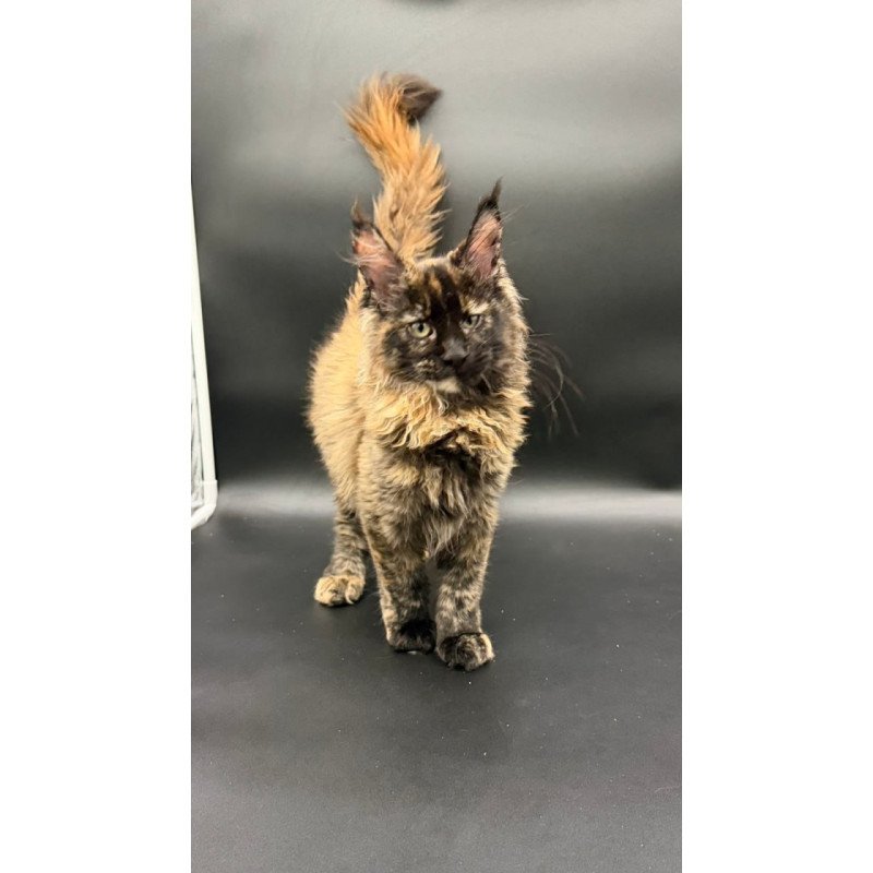 Maine Coon Wetta