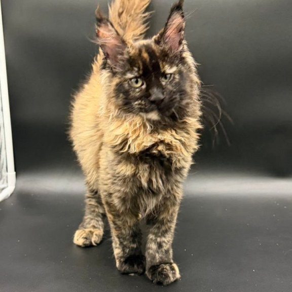 Maine Coon Wetta