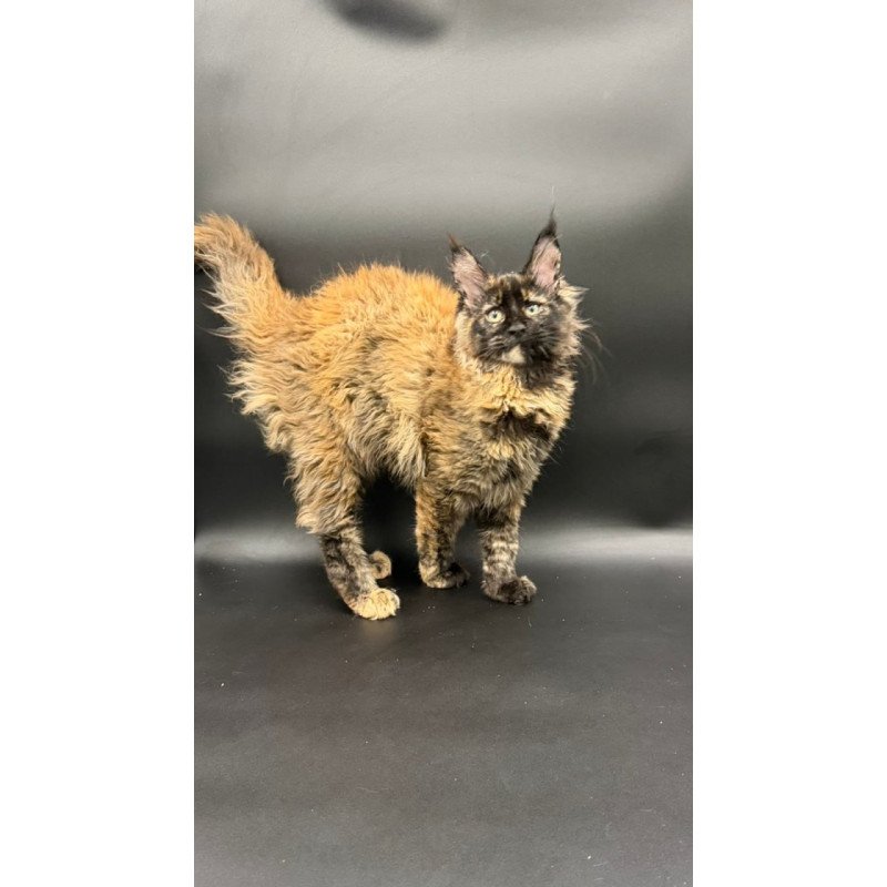 Maine Coon Wetta