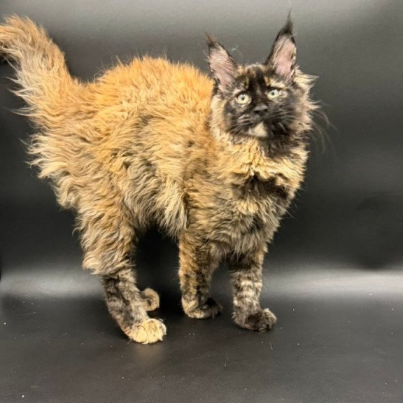 Maine Coon Wetta
