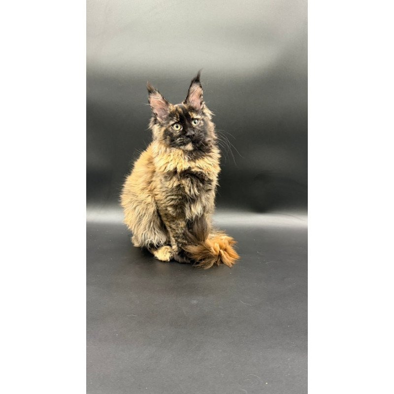 Maine Coon Wetta