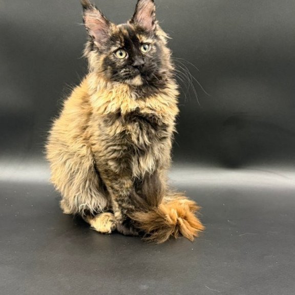 Maine Coon Wetta