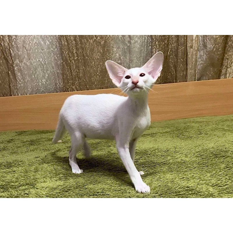 Siamese Grand