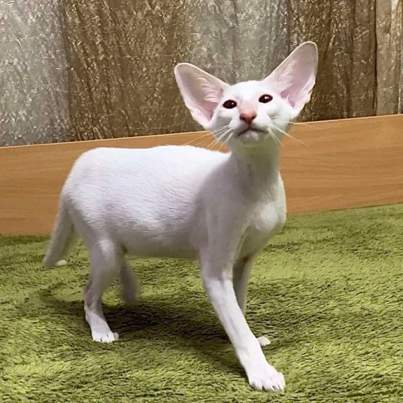 Siamese Grand