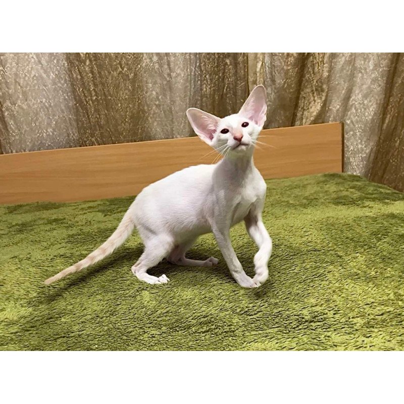 Siamese Grand
