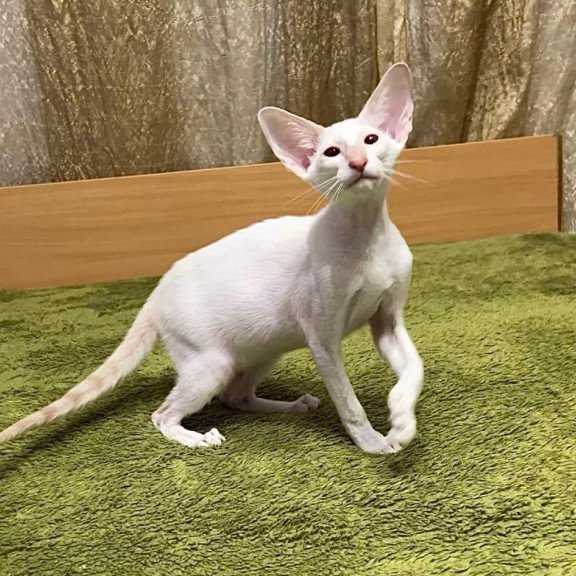 Siamese Grand
