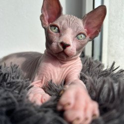 Canadian Sphynx Stich
