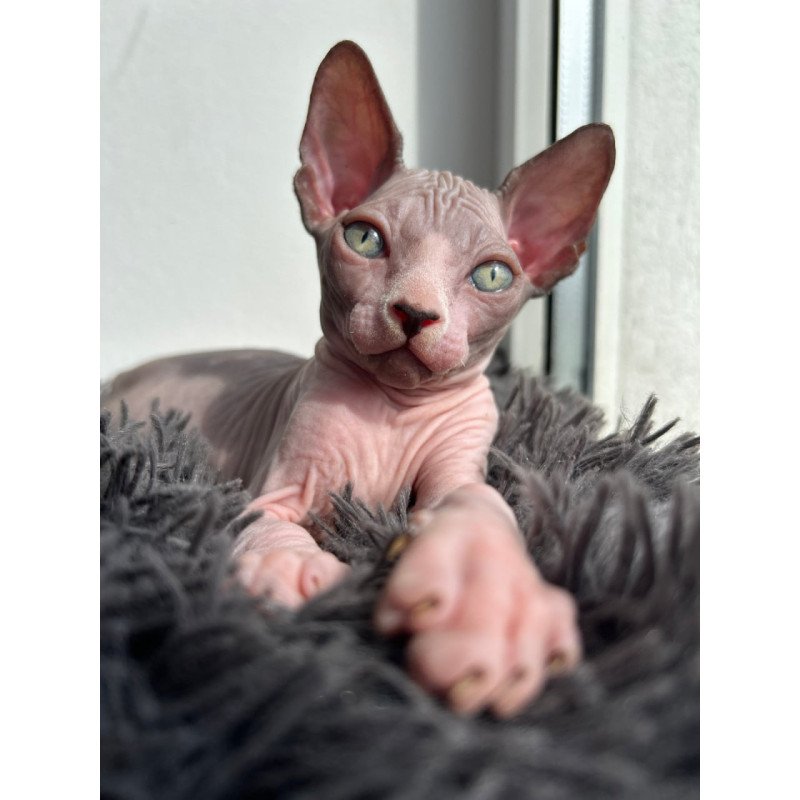 Canadian Sphynx Stich