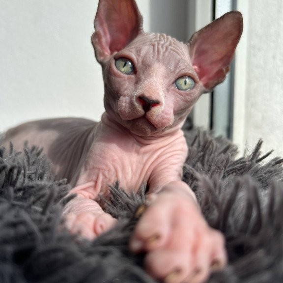 Canadian Sphynx Stich
