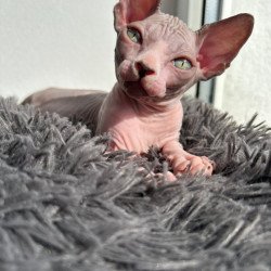 Canadian Sphynx Stich