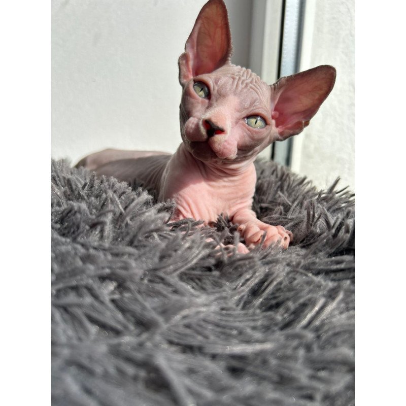 Canadian Sphynx Stich