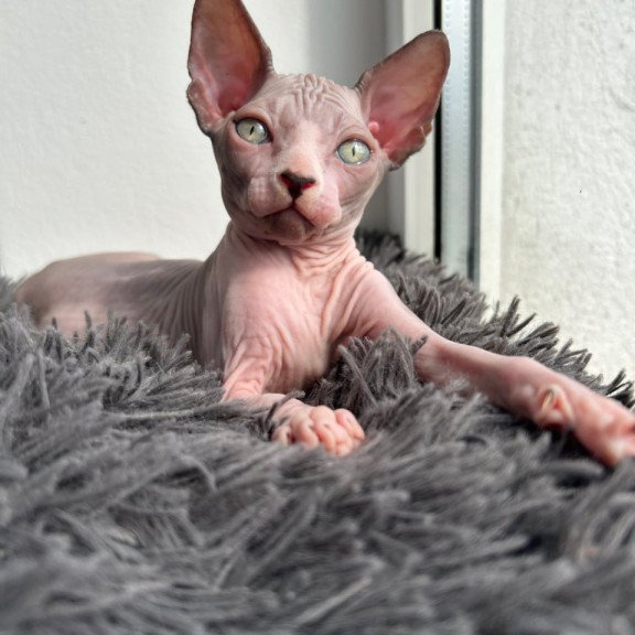 Canadian Sphynx Stich