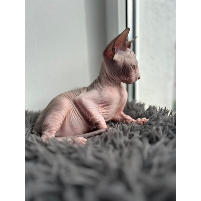 Canadian Sphynx Stich