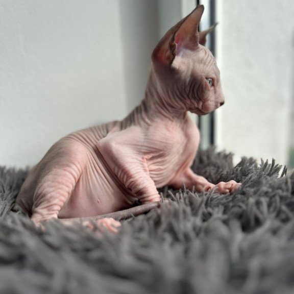 Canadian Sphynx Stich