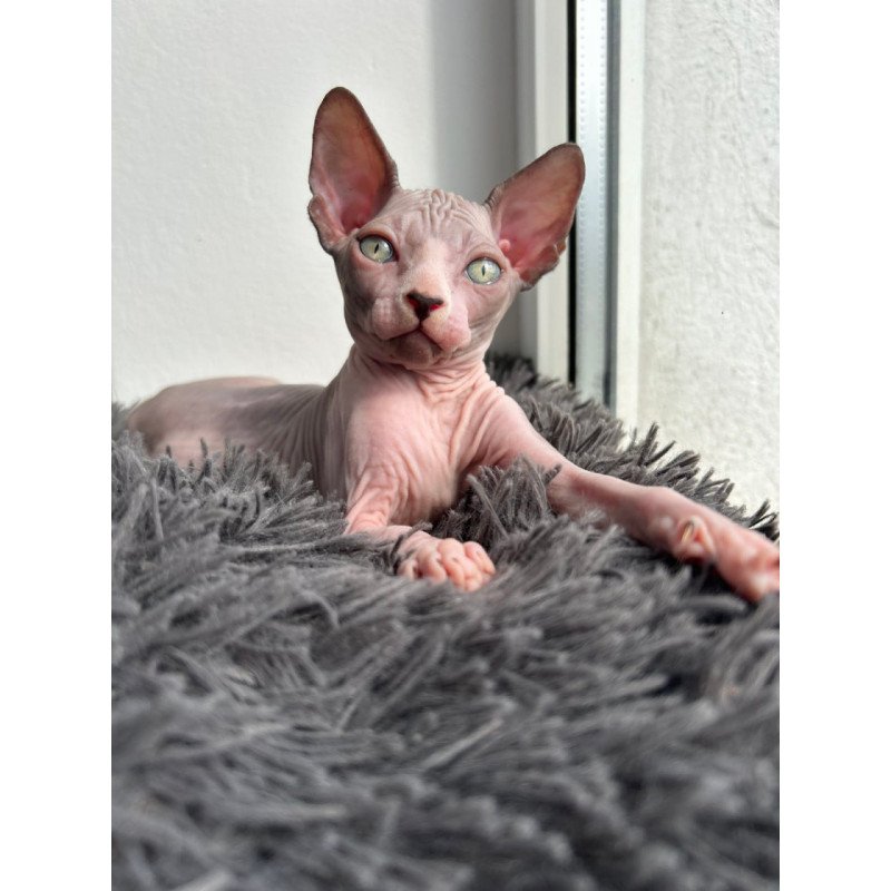 Canadian Sphynx Stich