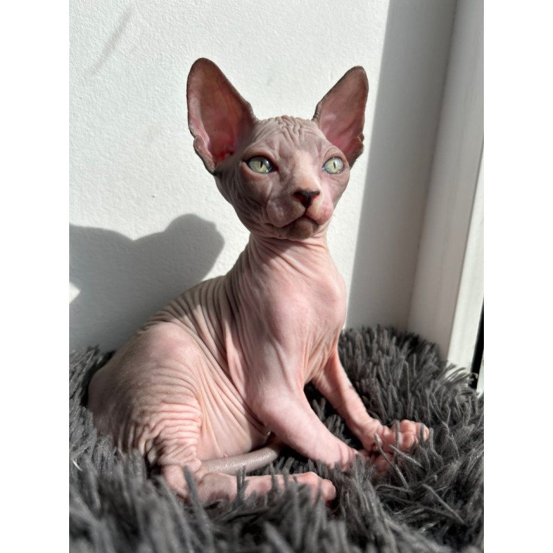 Canadian Sphynx Stich