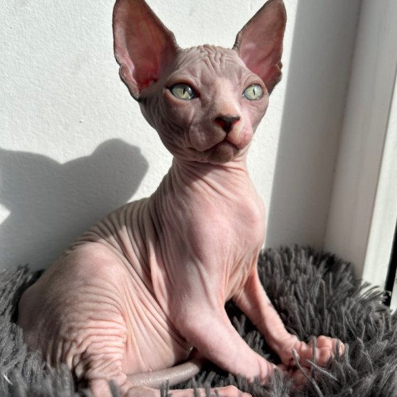 Canadian Sphynx Stich