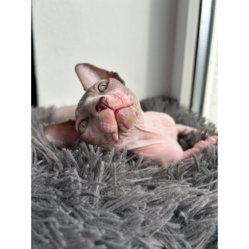 Canadian Sphynx Stich