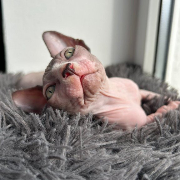 Canadian Sphynx Stich