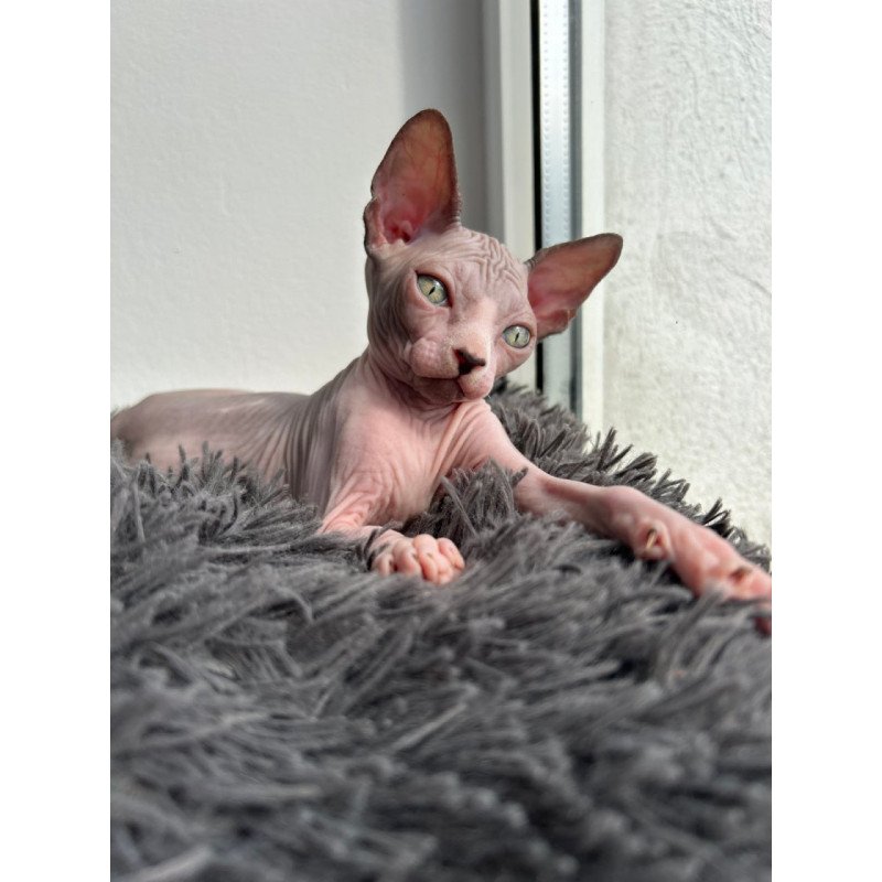 Canadian Sphynx Stich