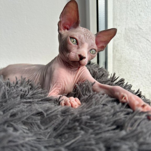 Canadian Sphynx Stich