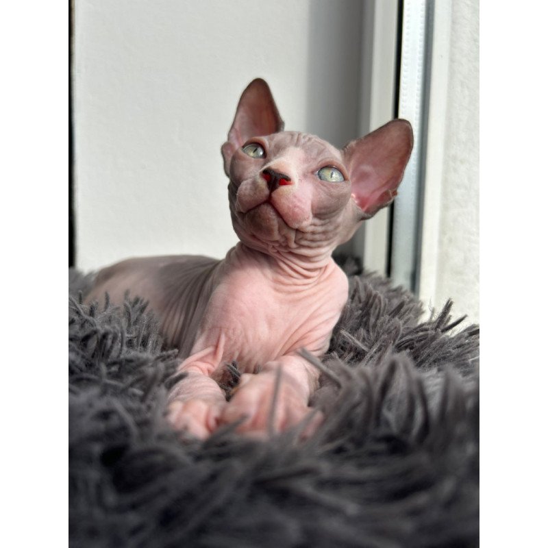 Canadian Sphynx Stich