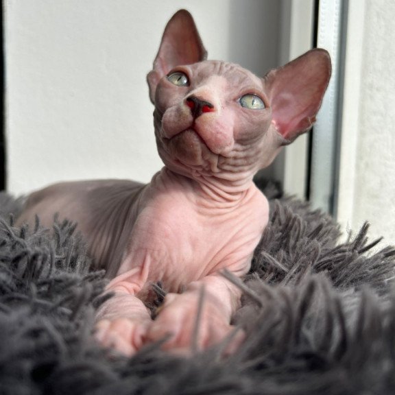 Canadian Sphynx Stich
