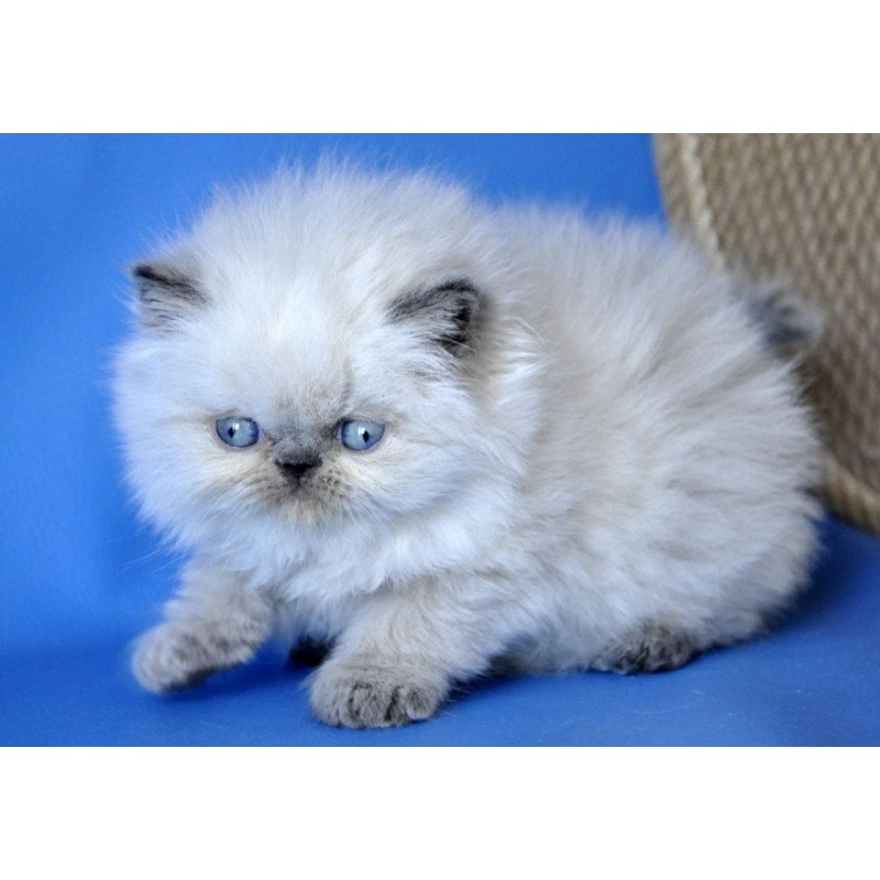 Persian Coco
