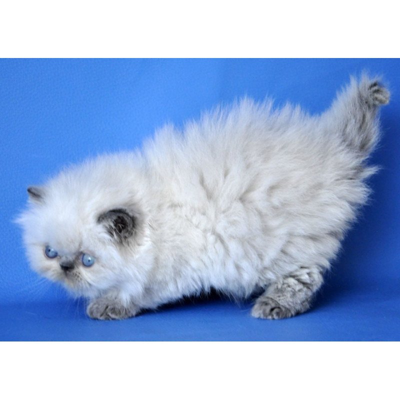 Persian Coco