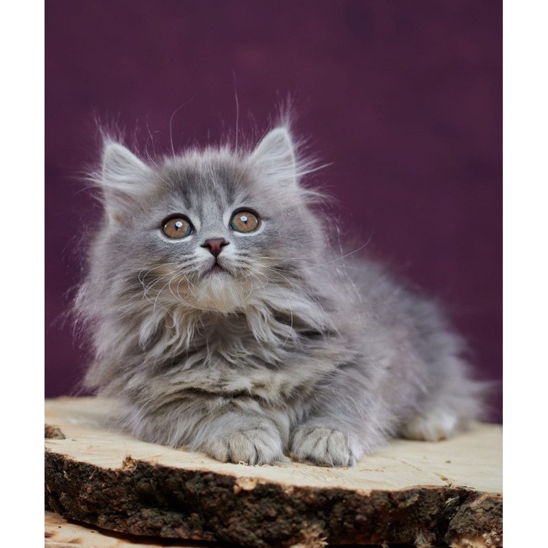 Munchkin POLIN Yucatan