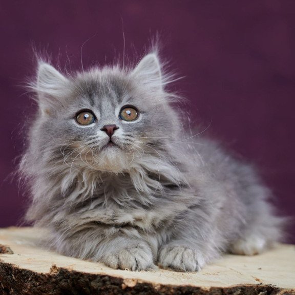 Munchkin POLIN Yucatan